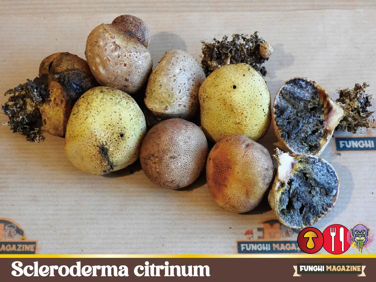 Scleroderma citrinum - Il Peto di Lupo 5 Scleroderma citrinum