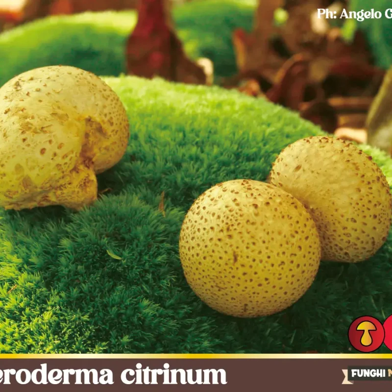 Scleroderma citrinum – Il Peto di Lupo