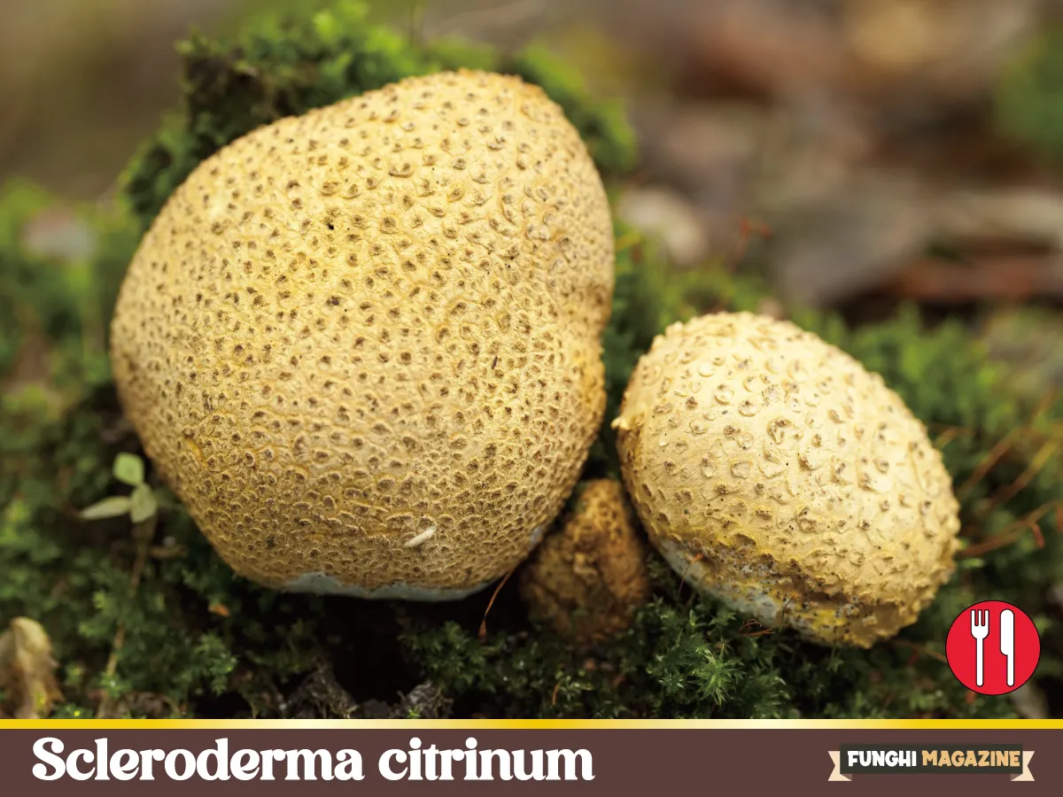 Scleroderma citrinum - Il Peto di Lupo 15 scleroderma citrinum