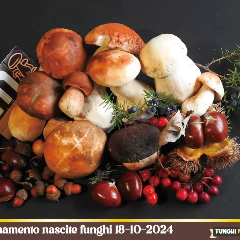 Funghi 18-10-2024 Troppa pioggia? Sì ma la stagione dei Porcini non è ancora finita