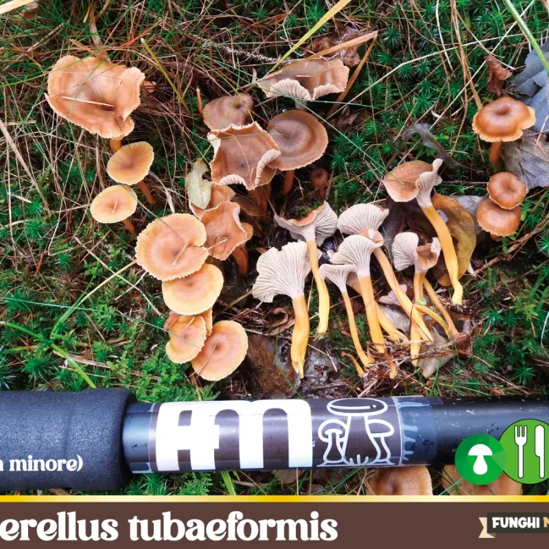 Craterellus tubaeformis – La Finferla minore