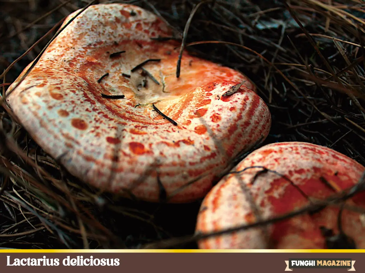 Lactarius deliciosus