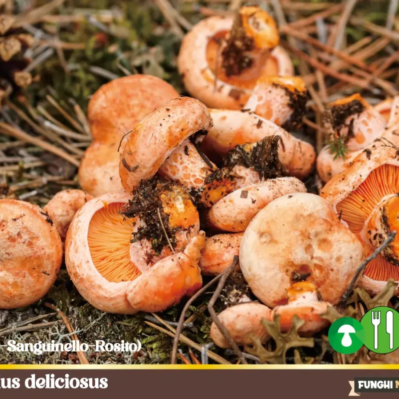 Lactarius deliciosus