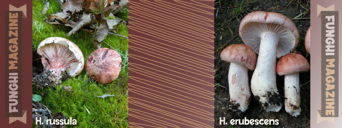 Hygrophorus russula - Il Lardaiolo rosso-vinato 5 Il sosia per eccellenza di Hygrophorus russula