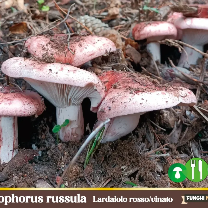Hygrophorus russula – Il Lardaiolo rosso-vinato