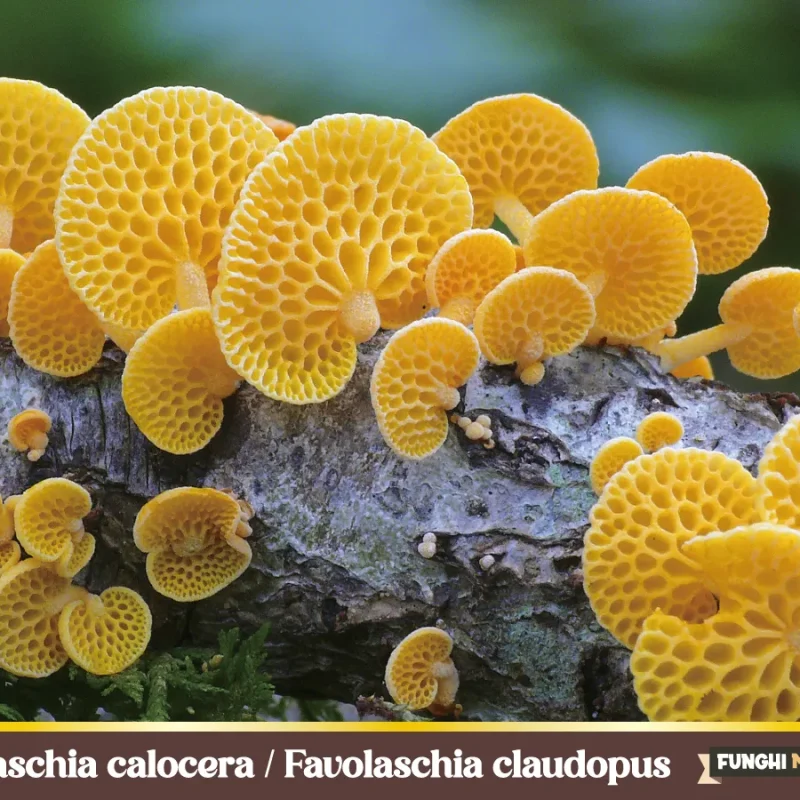Favolaschia calocera – Favolaschia claudopus