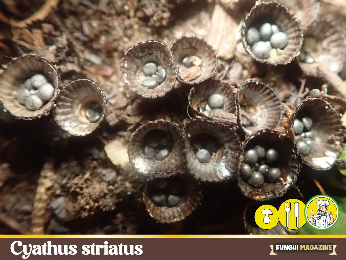Home-funghimagazine 36 Cyathus striatus