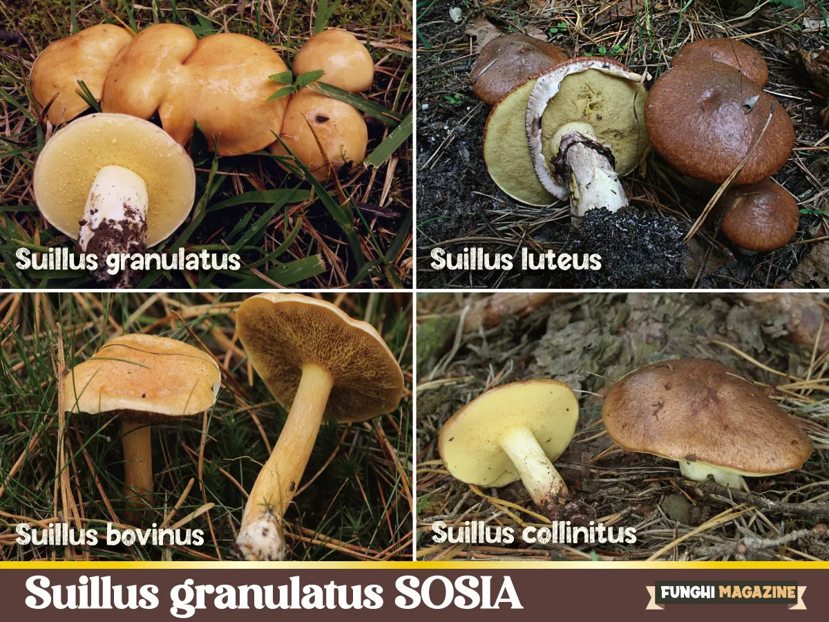 Suillus granulatus sosia