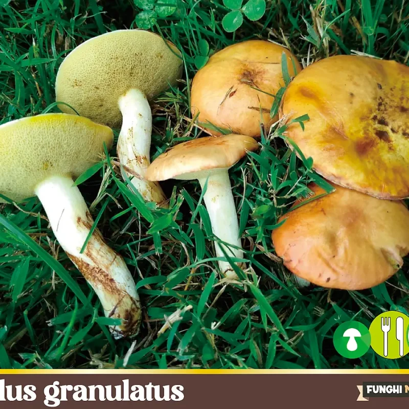 Suillus granulatus o Pinarolo, lo strano boleto dei pini che emette latte