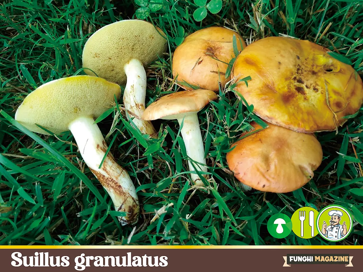 Suilus granulatus