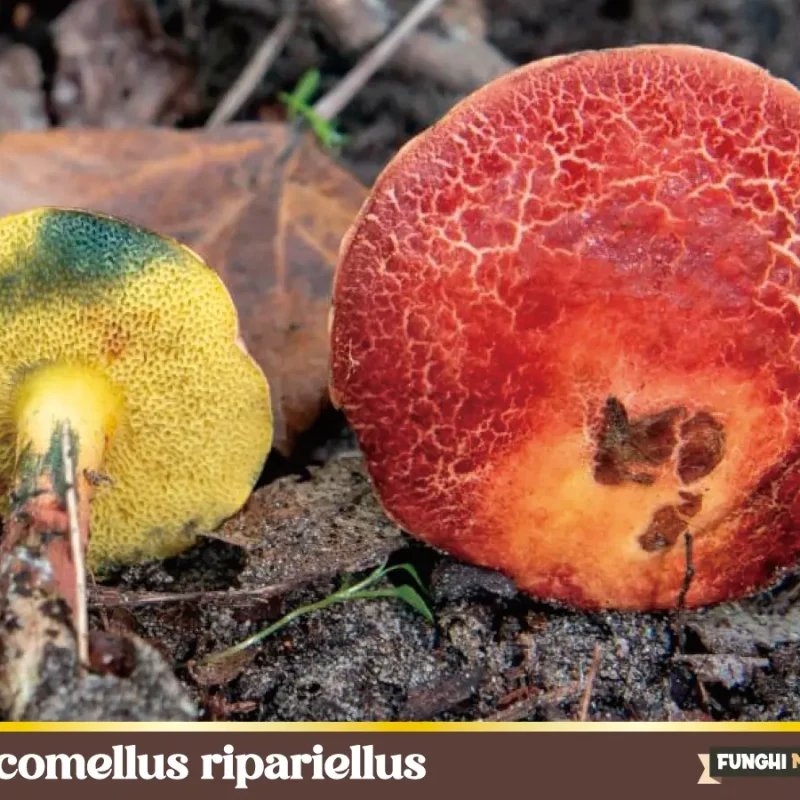 Xerocomellus ripariellus – Xerocomoide delle rive