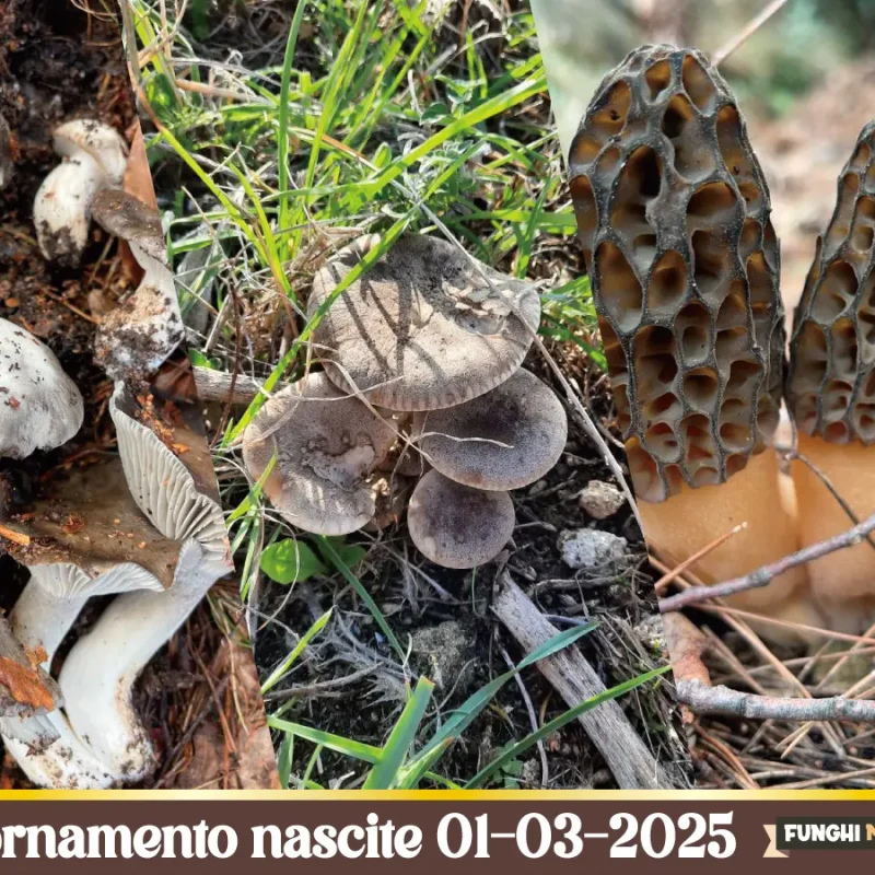 Cardoncelli, Marzuoli e Morchelle: tornano i funghi primaverili – Aggiornamento nascite 01-03-2025