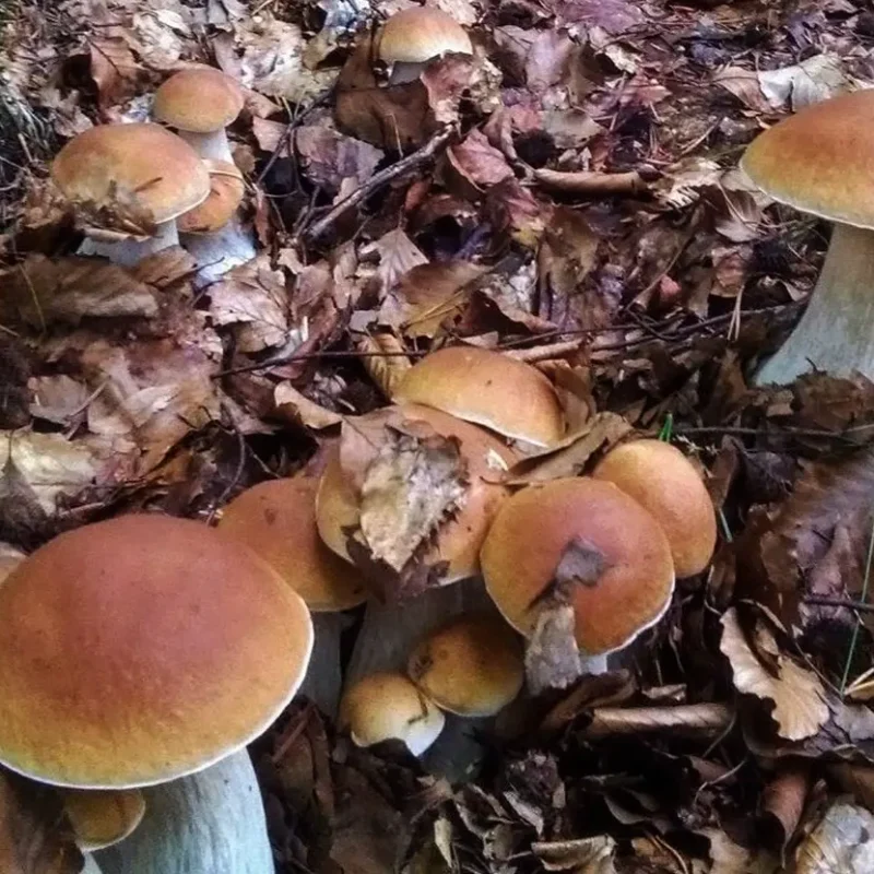 Coltivare i Porcini in giardino: è davvero possibile? La risposta che non ti aspetti
