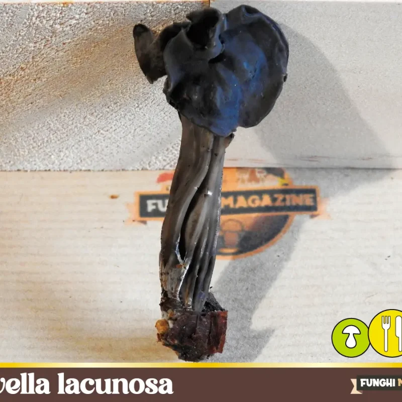 Helvella lacunosa, l’imbucata mimetica tra le Trombette da Morto