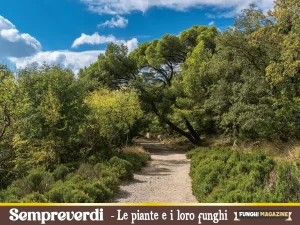 Latifoglie sempreverdi copertina