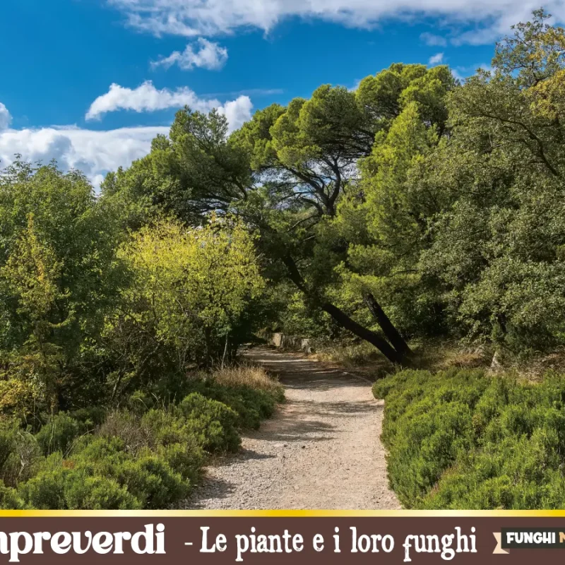 Latifoglie sempreverdi: importanti piante da funghi. Quali sono e perché non perdono mai le foglie?