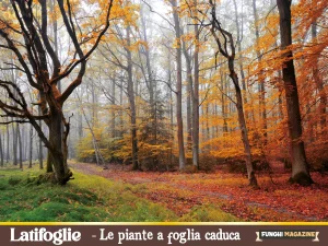 Latifoglie significato e specie