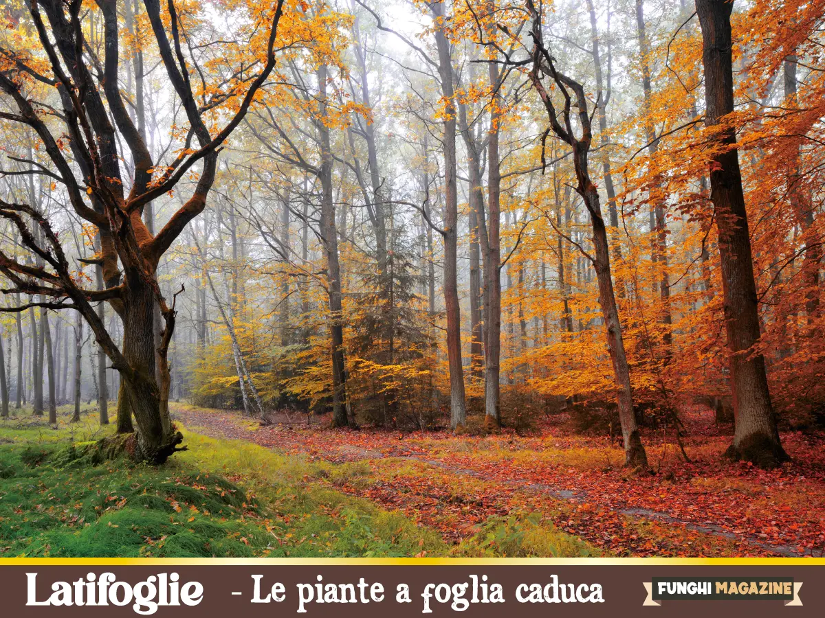 Latifoglie significato e specie
