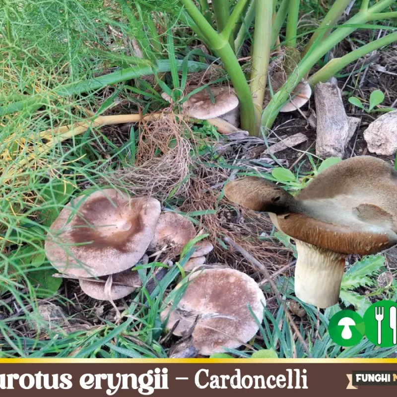 Pleurotus eryngii complex – il fungo Cardoncello