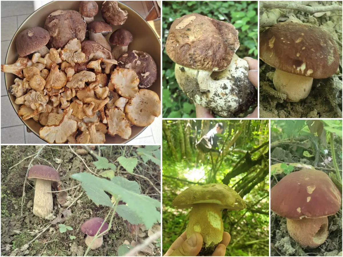 In estate i funghi vanno in vacanza? Aggiornamento nascite funghi 27-06-2025 5 Aggiornamento nascite funghi 27-06-2025