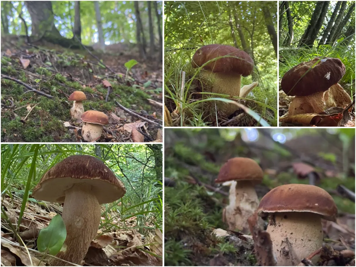In estate i funghi vanno in vacanza? Aggiornamento nascite funghi 27-06-2025 8 Aggiornamento nascite funghi 27-06-2025
