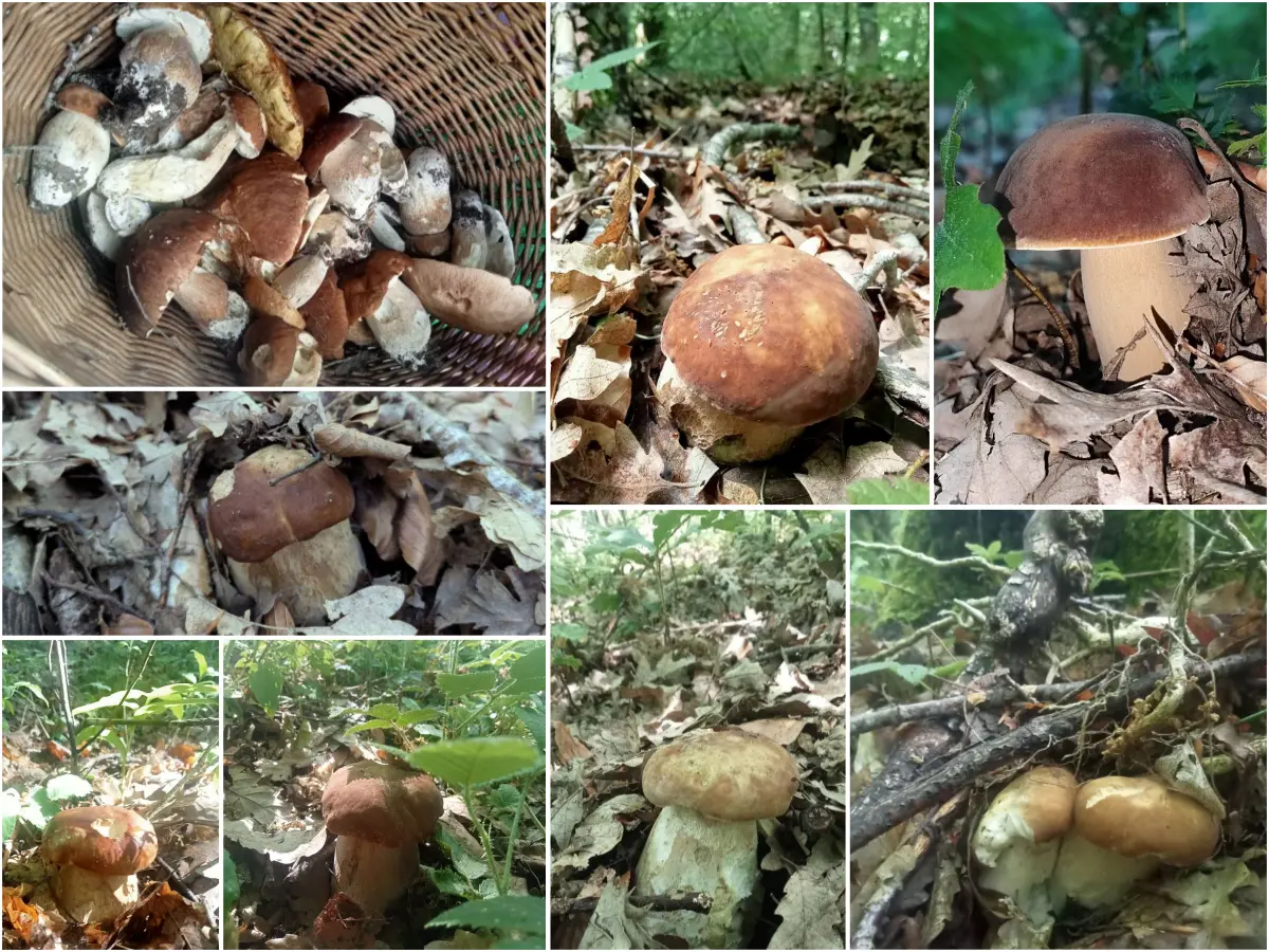 In estate i funghi vanno in vacanza? Aggiornamento nascite funghi 27-06-2025 6 Aggiornamento nascite funghi 27-06-2025