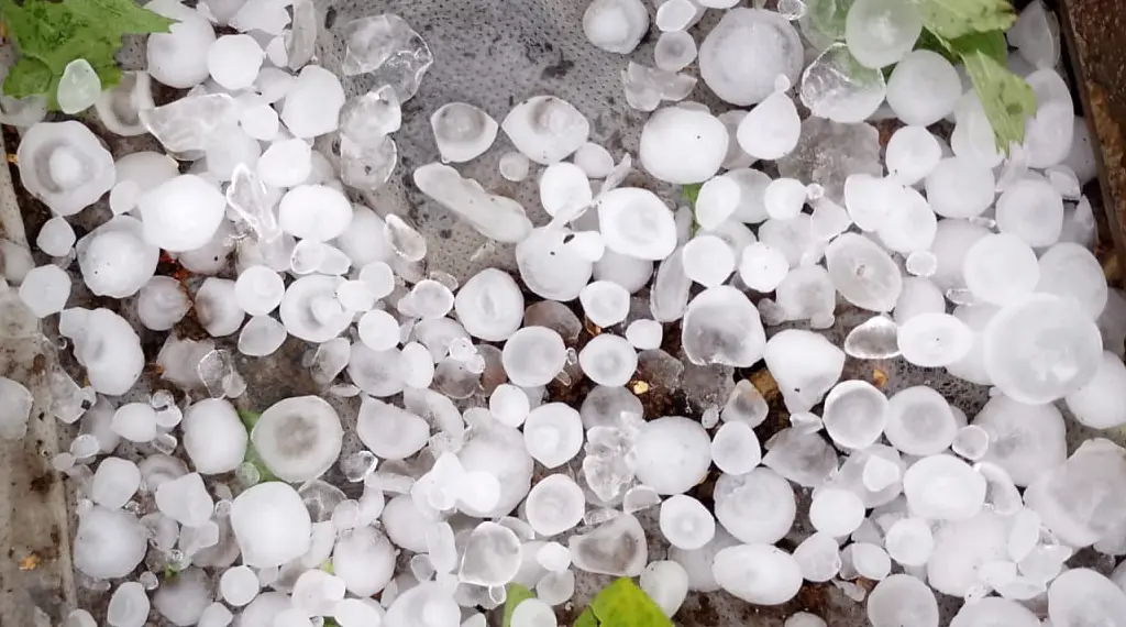 In estate i funghi vanno in vacanza? Aggiornamento nascite funghi 27-06-2025 3 Aggiornamento nascite funghi 27-06-2025