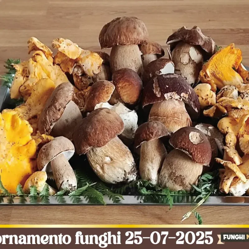 Edulis e Porcini Neri dopo i temporali – Aggiornamento nascite funghi 25 luglio-1 agosto 2025