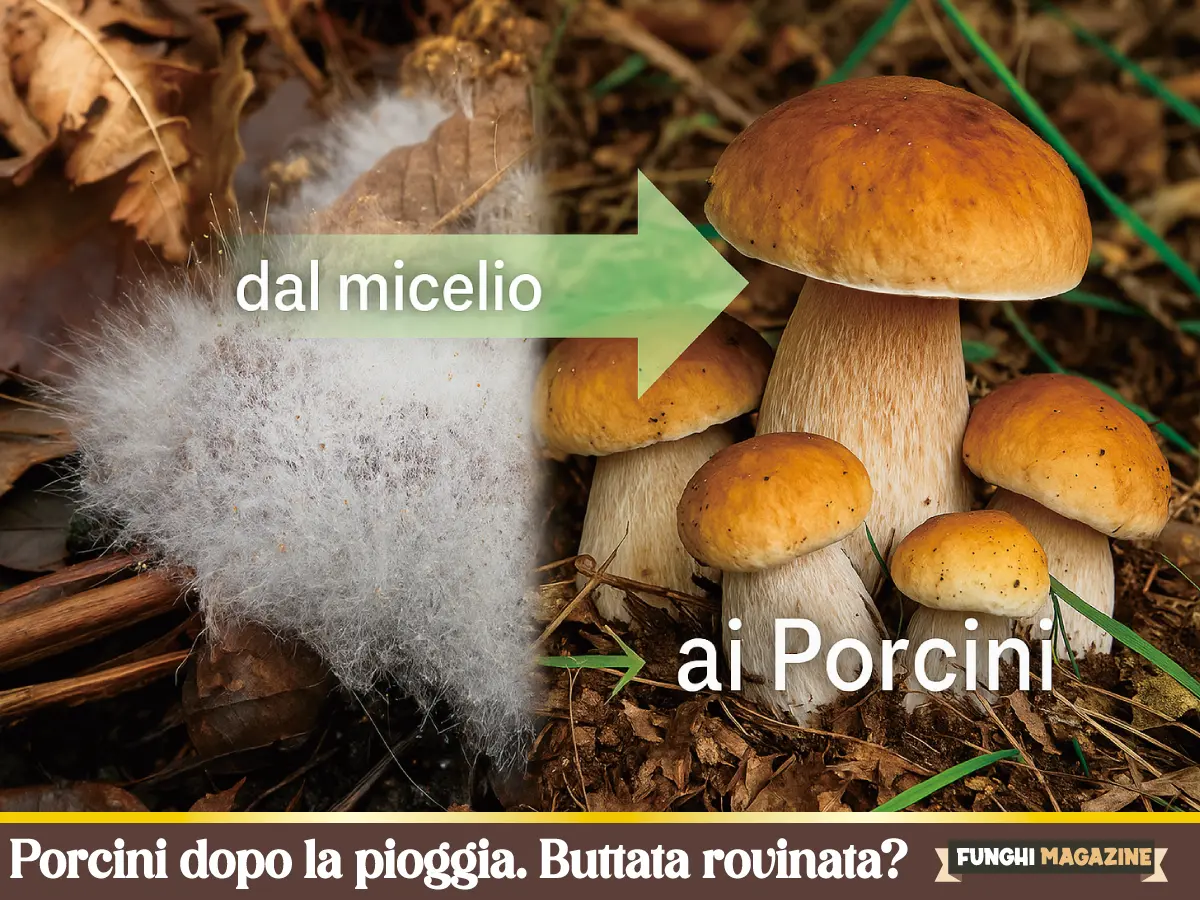Porcini dopo la pioggia copertina