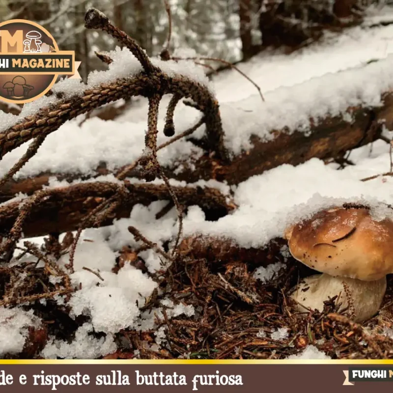 Domande e risposte sulla buttata furiosa – Aggiornamento nascite funghi 25-09-2025