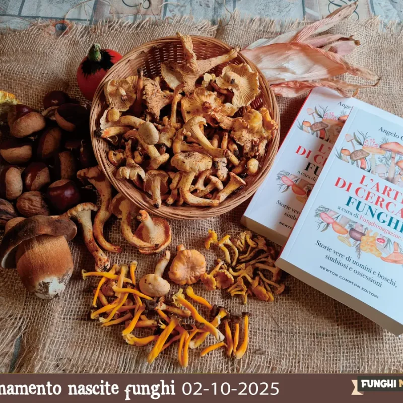 Ottobre, mese d’oro dei funghi: ma ci sarà davvero la buttata bis di Porcini?” Aggiornamento nascite 02-10-2025