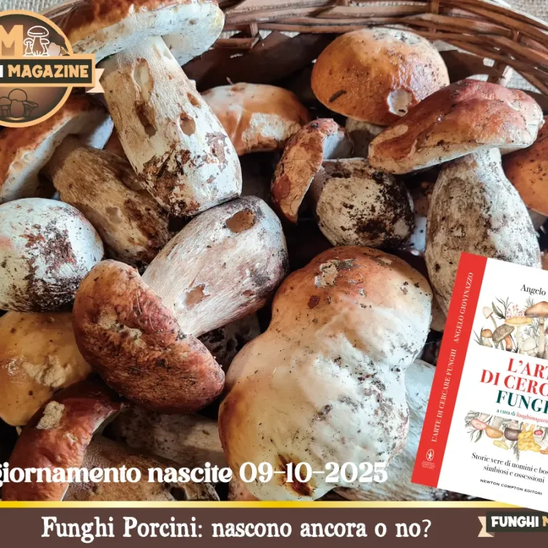 Funghi e Porcini: nascono o no? Aggiornamento nascite 9 ottobre 2025