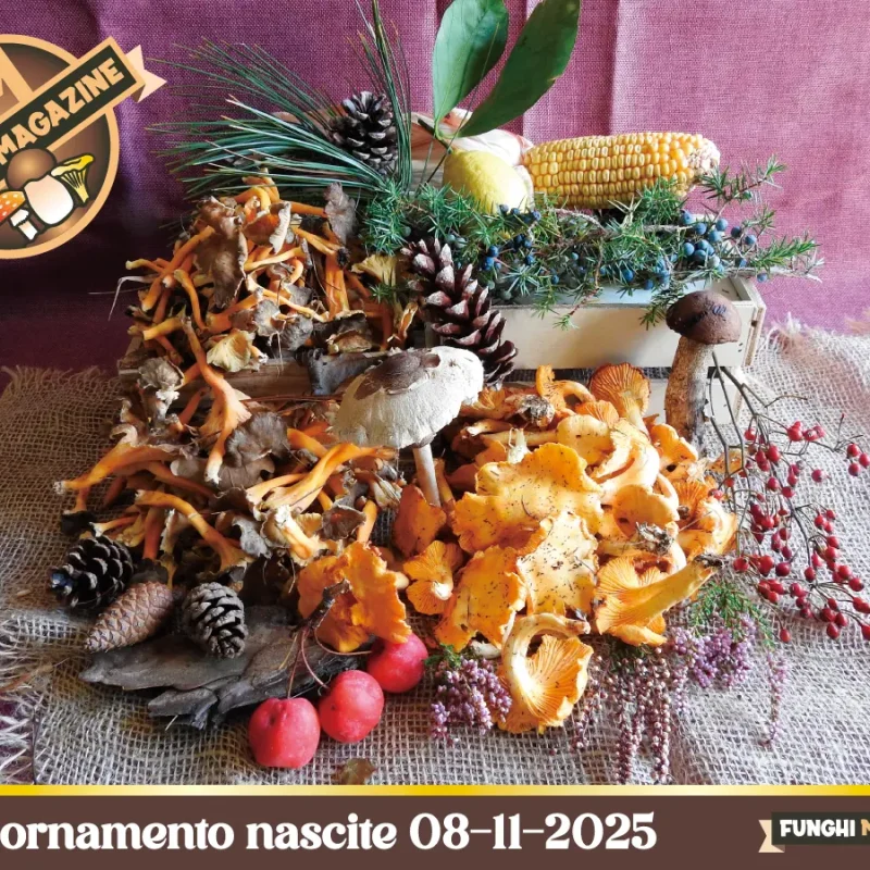 Porcini al capolinea al Nord, ma al Sud si raccoglie ancora bene. Aggiornamento nascite 08-11-2025