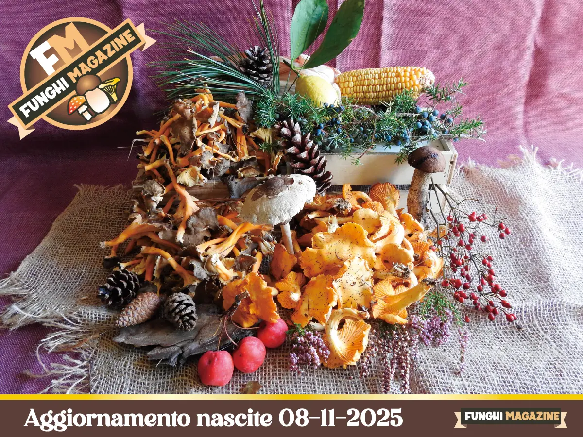 2025-Articoli Aggiornamento Nascite Funghi 2025 1 Aggiornamento nascite 08-11-2025-copertina