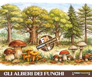 Gli alberi dei funghi copertina