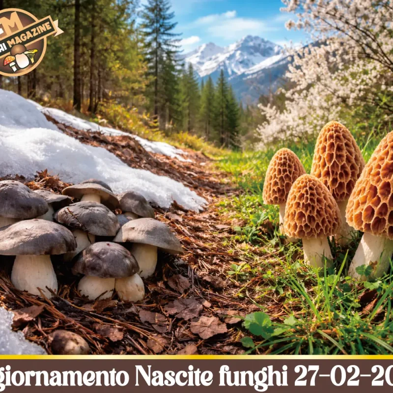 Al via la stagione fungina 2026 – Aggiornamento Nascite Funghi 27-02-2026