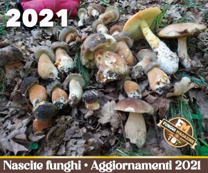Home-funghimagazine 18 Aggiornamento Nascite Funghi 2021