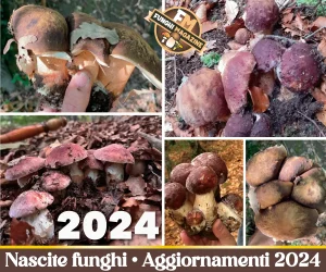 Home-funghimagazine 15 Aggiornamento Nascite Funghi 2024
