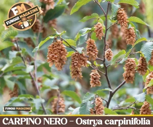 Carpino nero, Ostrya carpinifolia, copertina