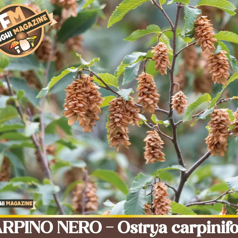 Il Carpino Nero-Ostrya carpinifolia – Gli alberi dei funghi