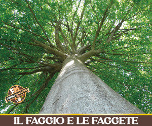 Il Faggio e le Faggete d'Italia-copertina-2026