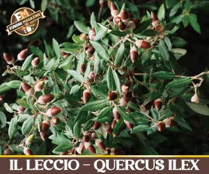 Leccio Quercus ilex copertina 2026