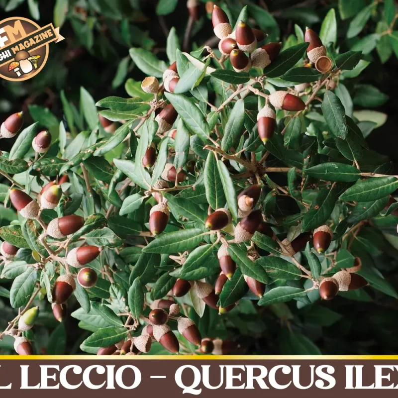 Il Leccio (Quercus ilex), il sempreverde più diffuso d’Italia, re del bosco mediterraneo