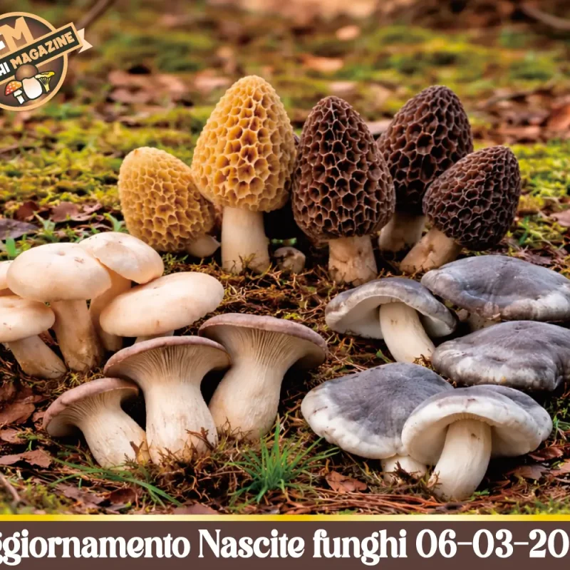 Parte bene la nuova stagione fungina. Aggiornamento nascite funghi 06-03-2026