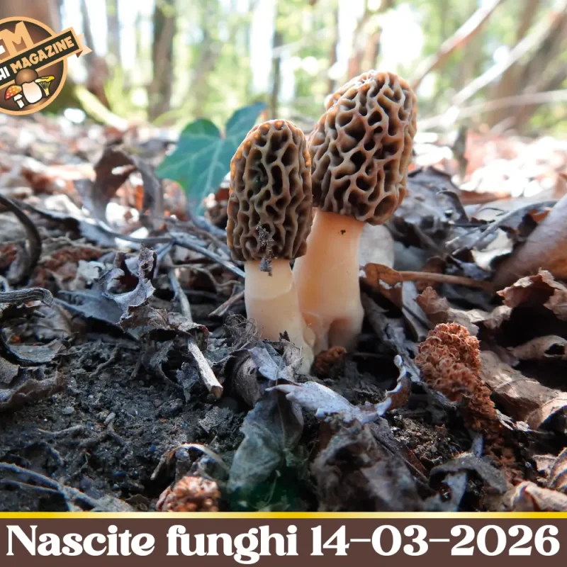 Prime Morchelle anche al Nord: ecco dove – Aggiornamento nascite funghi 14-03-2026