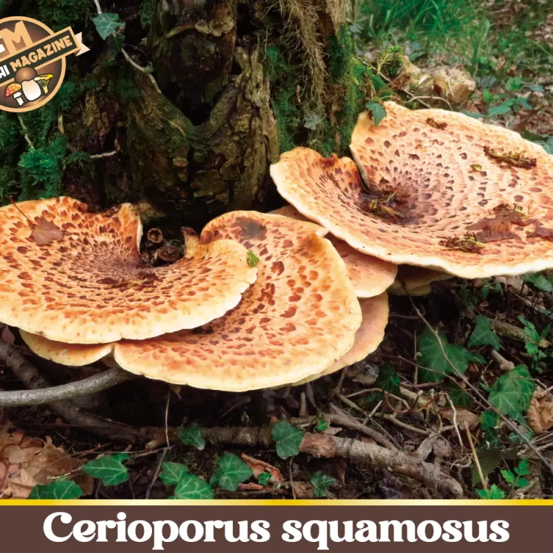 Cerioporus squamosus