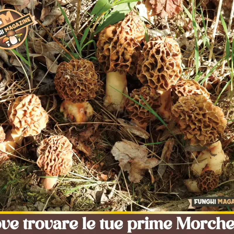 Dove trovare le tue prime Morchelle (senza perdere tempo nei posti sbagliati)
