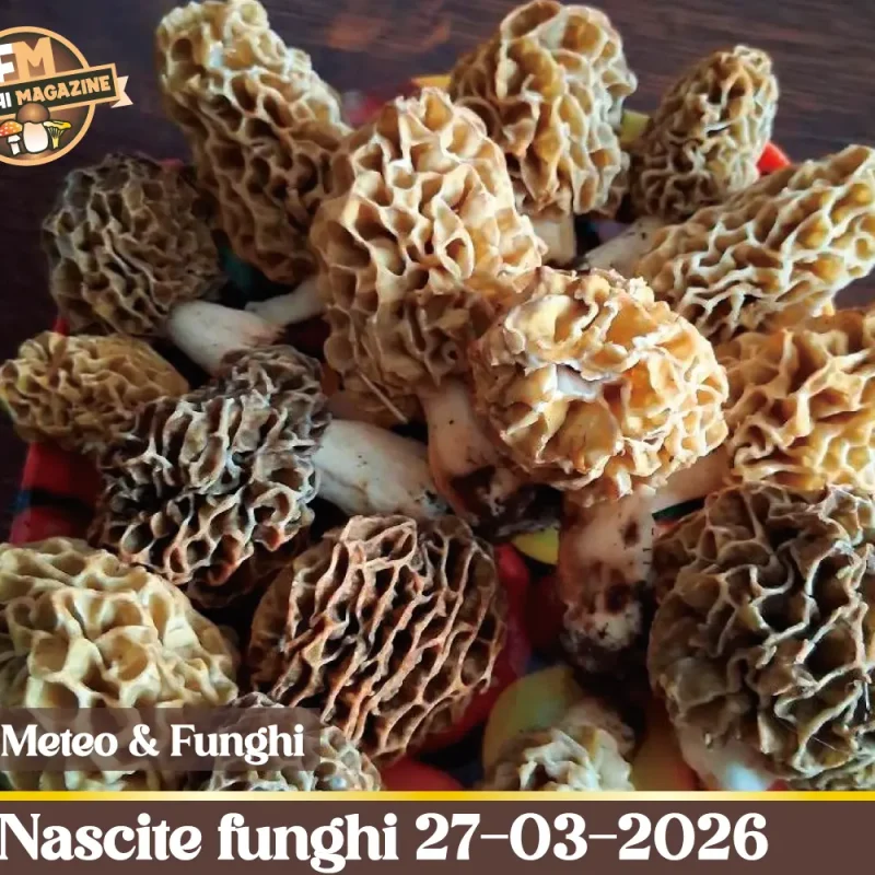 Meteo e Funghi 27 marzo 2026: l’Italia si capovolge. Dove scattano le nascite e dove il Ciclone Deborah può fermare tutto