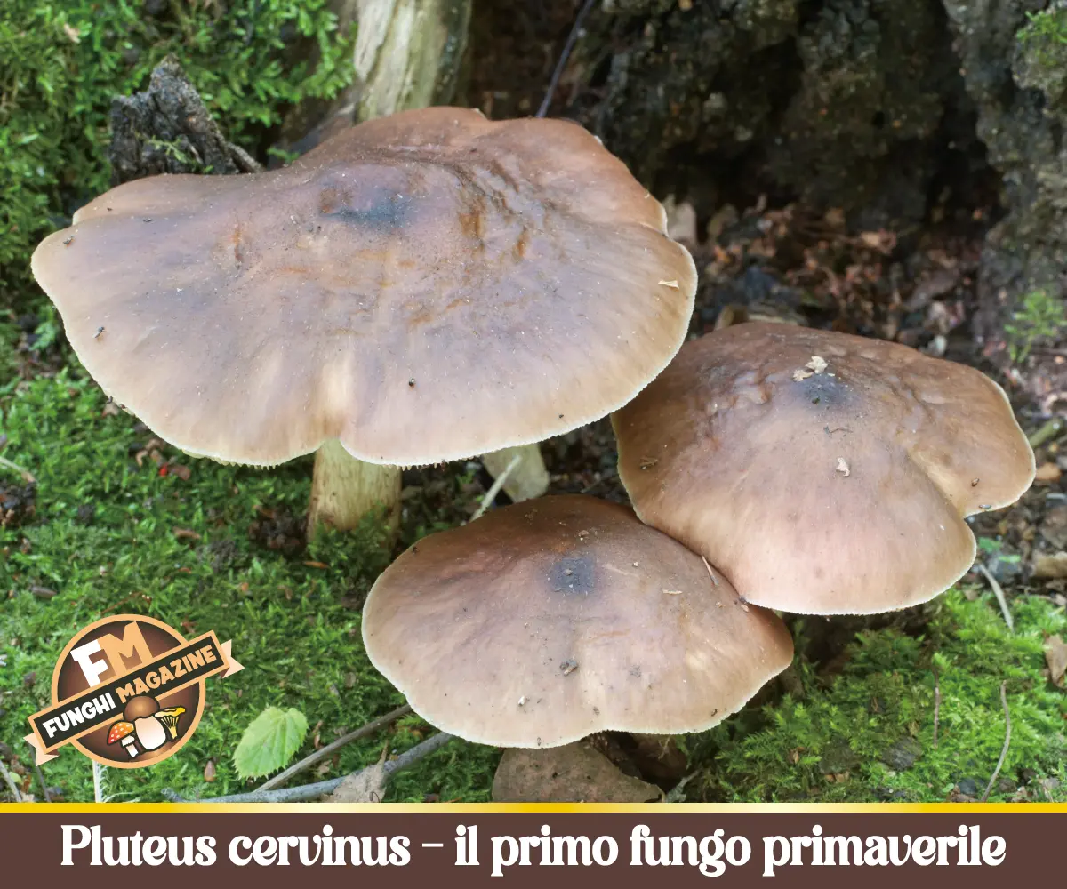 Pluteus cervinus