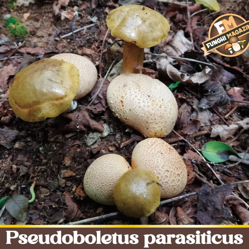 Pseudoboletus parasiticus – Il fungo parassita di Scleroderma citrinum